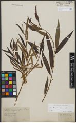 Foto von Salix triandra L. x Salix viminalis L.